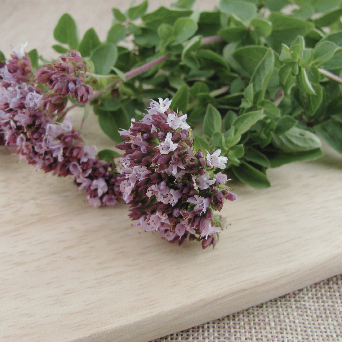 Oregano 'Greek' Seed