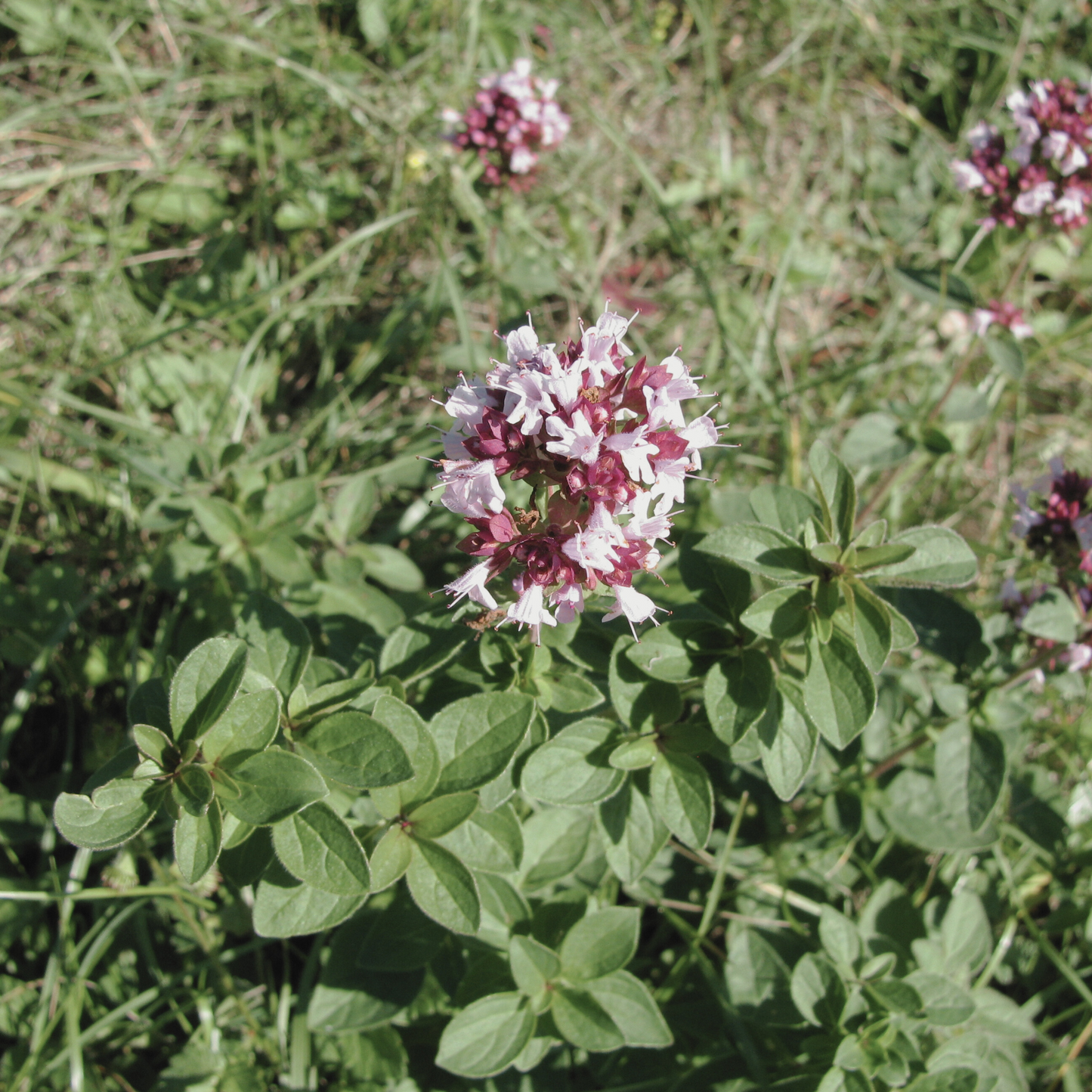 Oregano 'Greek' Seed