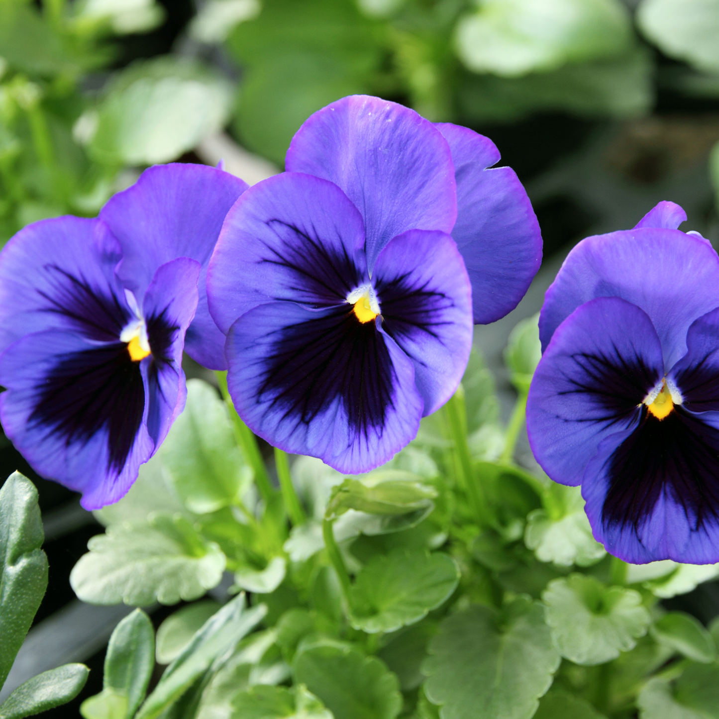 Pansy Seeds 'Swiss Giants Ullswater' Seed