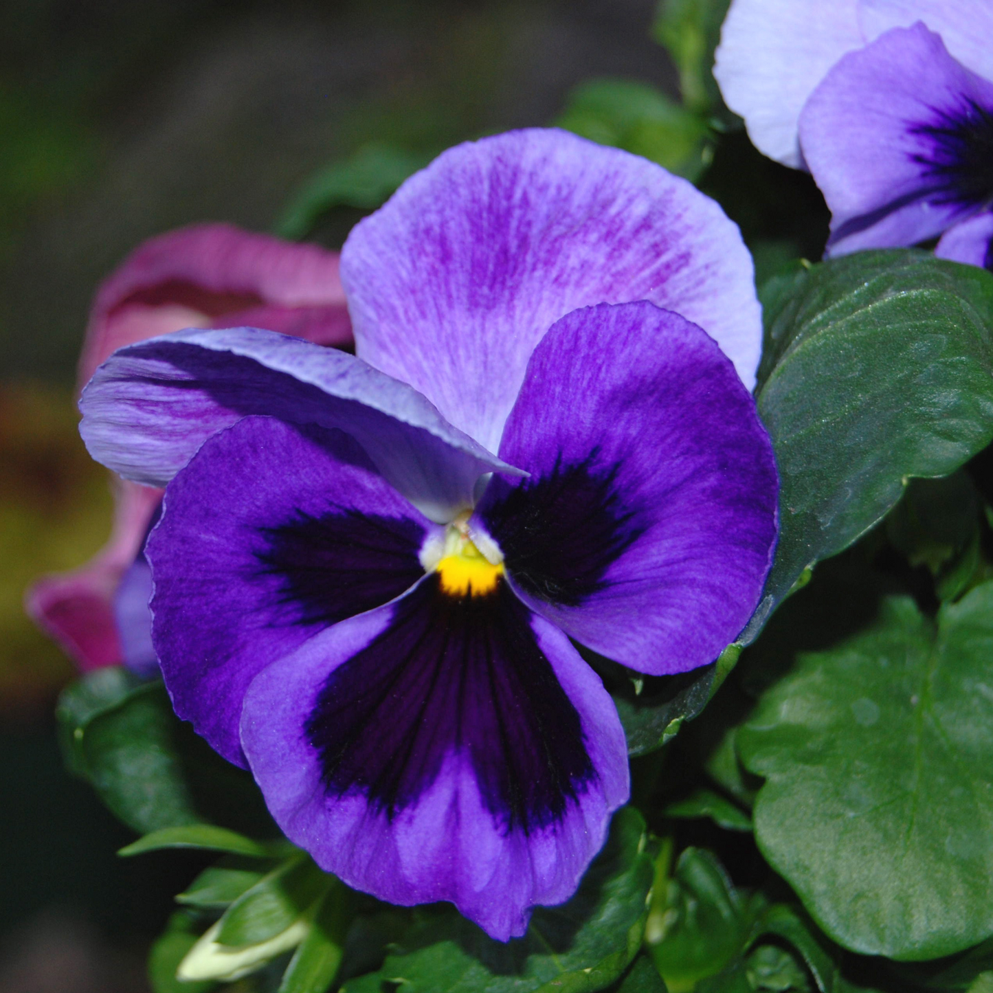 Pansy Seeds 'Swiss Giants Ullswater' Seed