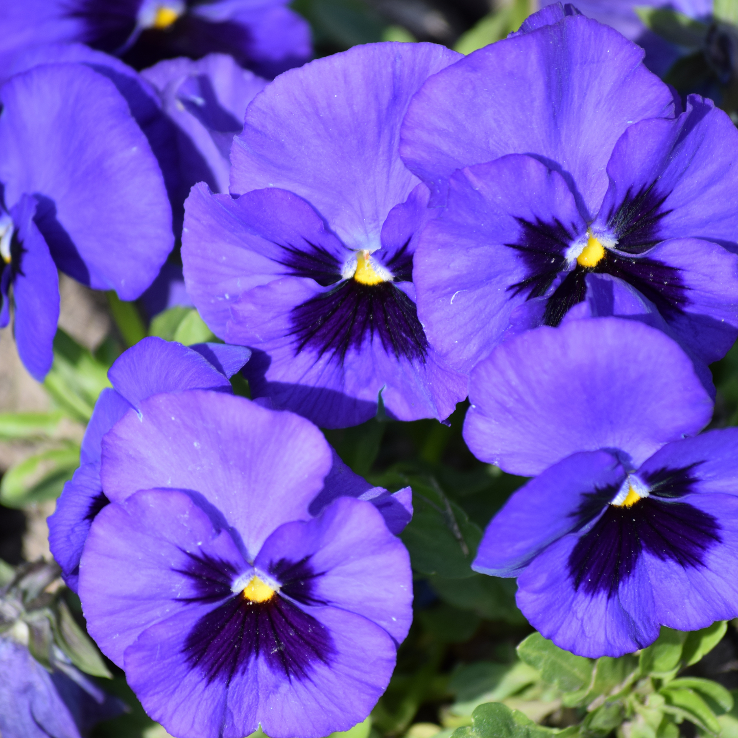 Pansy Seeds 'Swiss Giants Ullswater' Seed