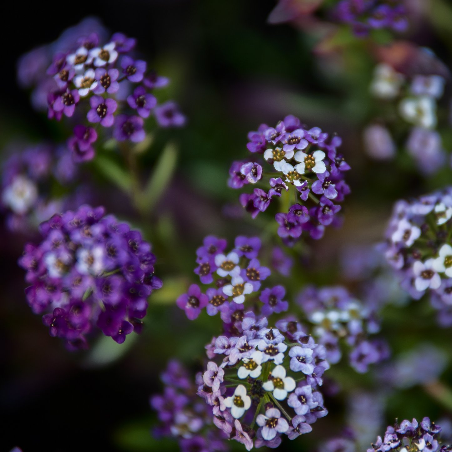 Alyssum 'Oriental Nights' Seed