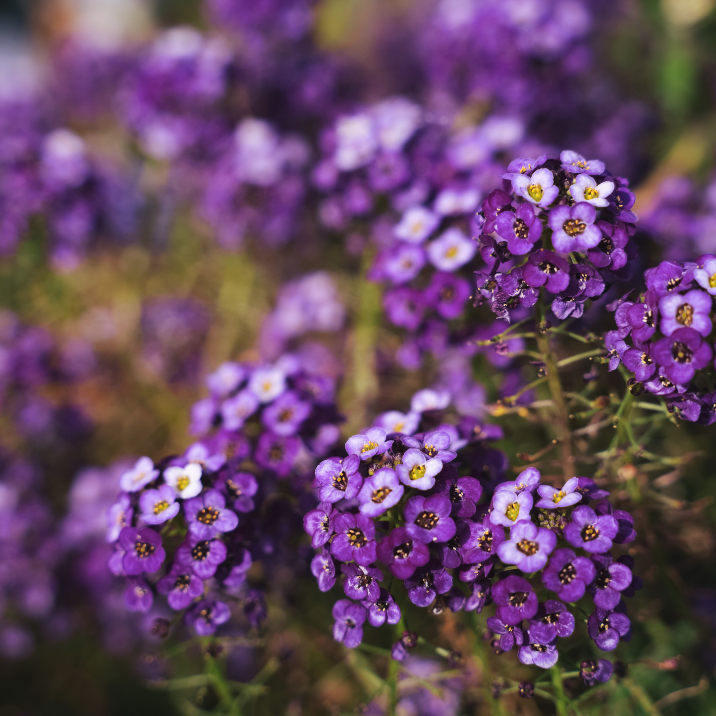 Alyssum 'Oriental Nights' Seed