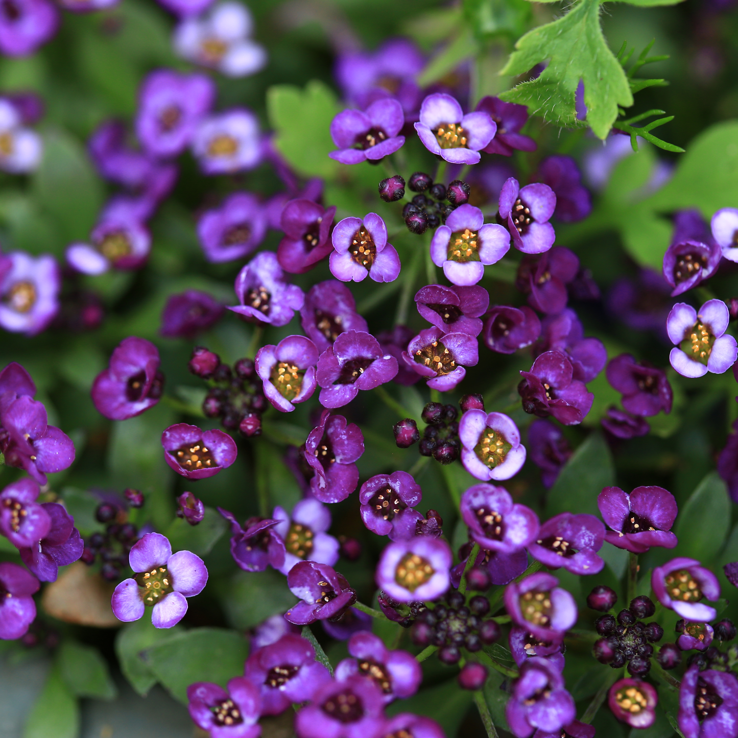 Alyssum 'Oriental Nights' Seed