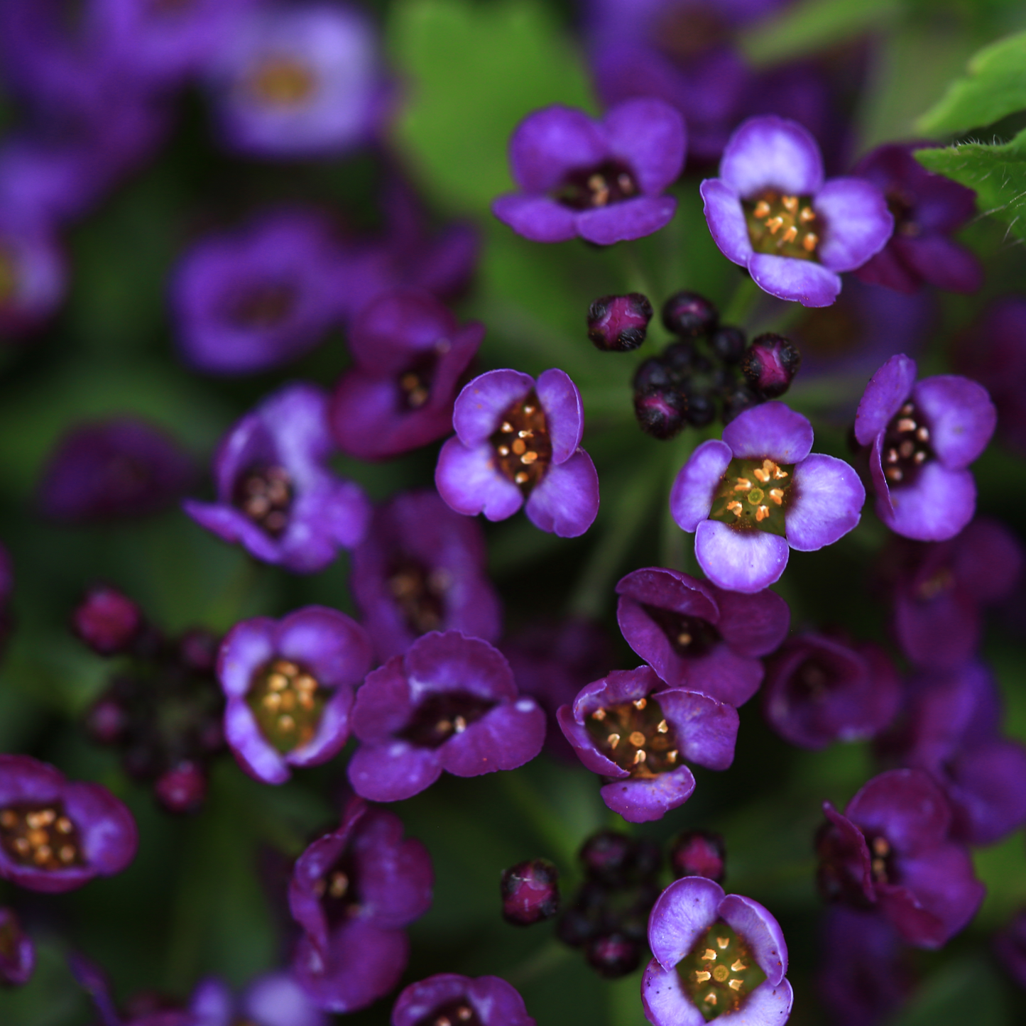 Alyssum 'Oriental Nights' Seed