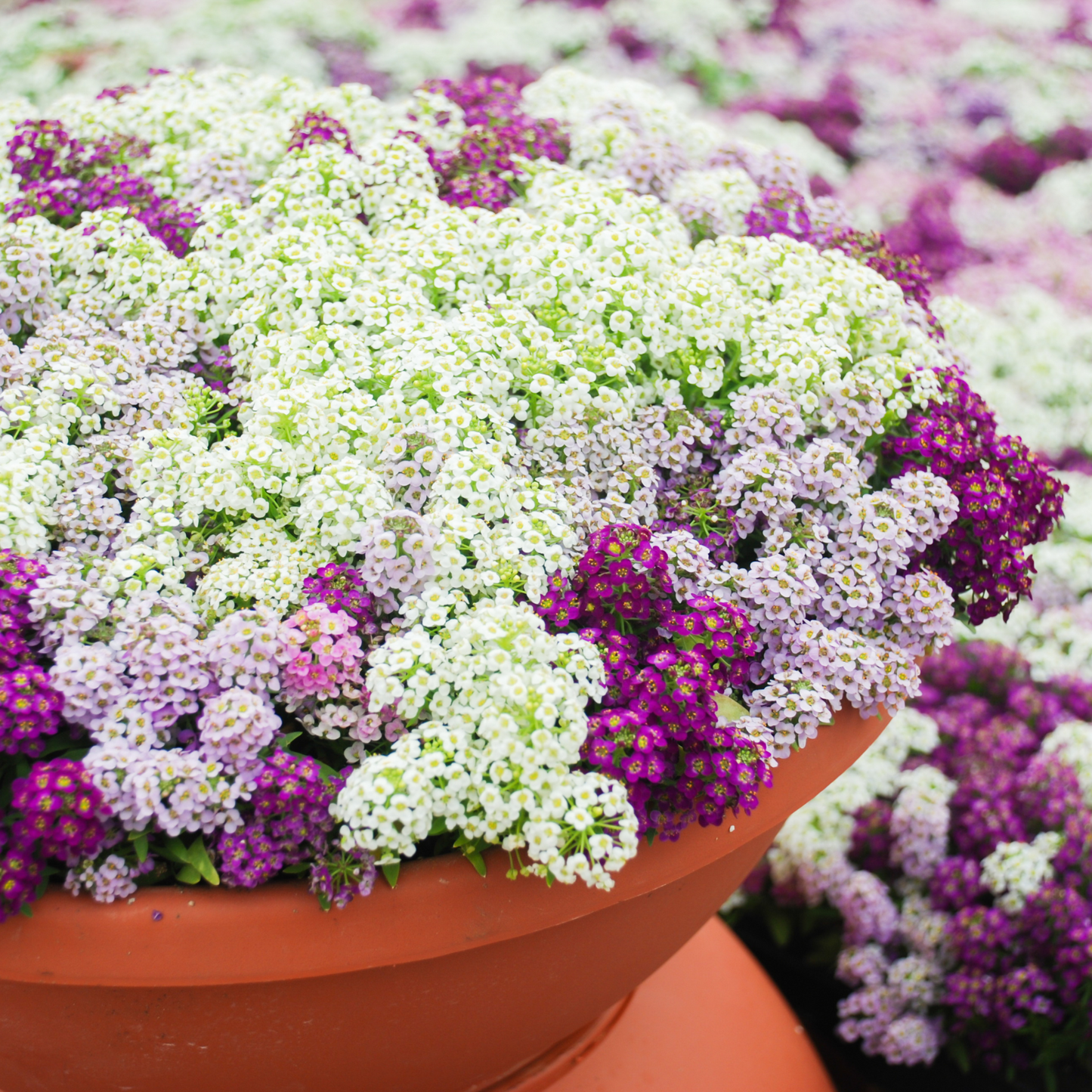 Alyssum 'Magic Circle Mix' Seed