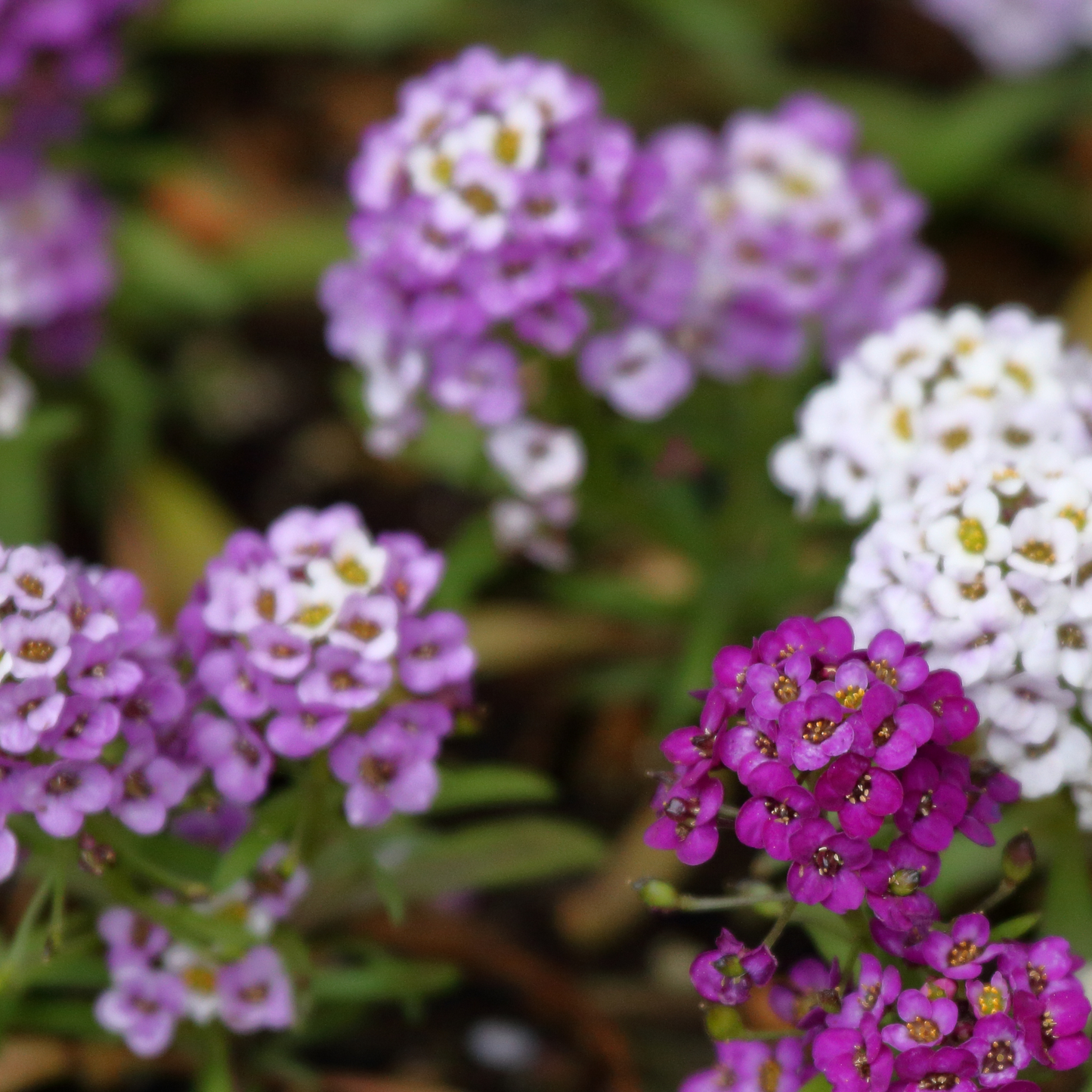 Alyssum 'Magic Circle Mix' Seed