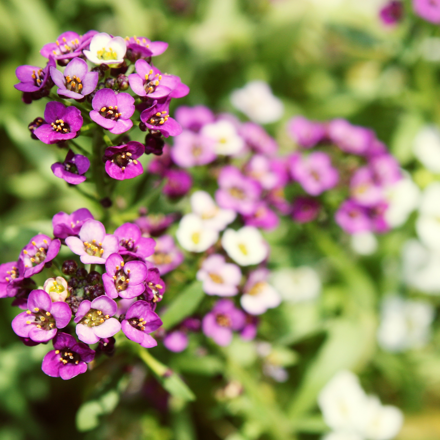 Alyssum 'Magic Circle Mix' Seed