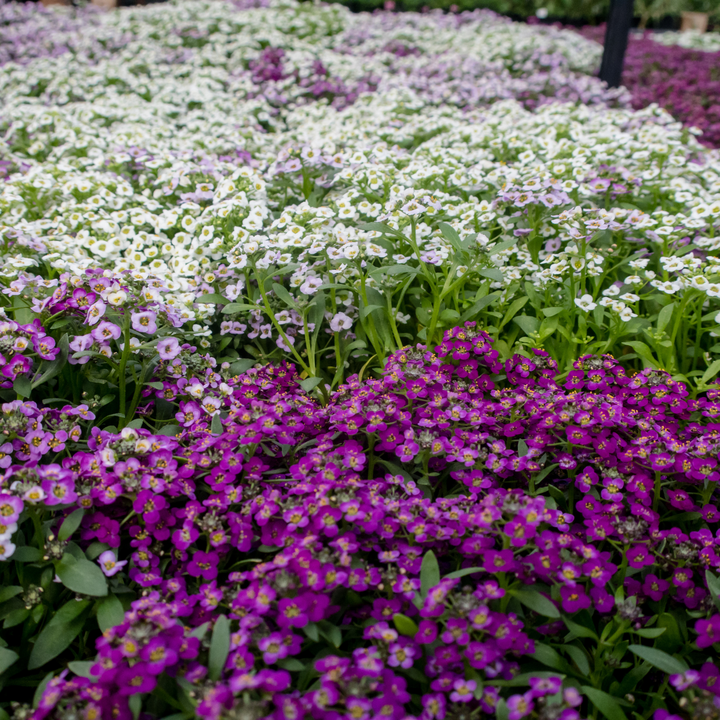 Alyssum 'Magic Circle Mix' Seed