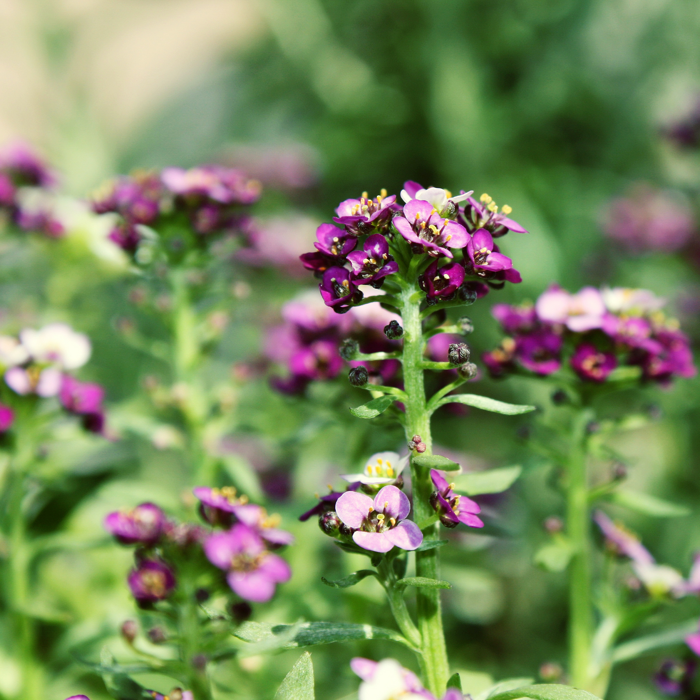 Alyssum 'Magic Circle Mix' Seed