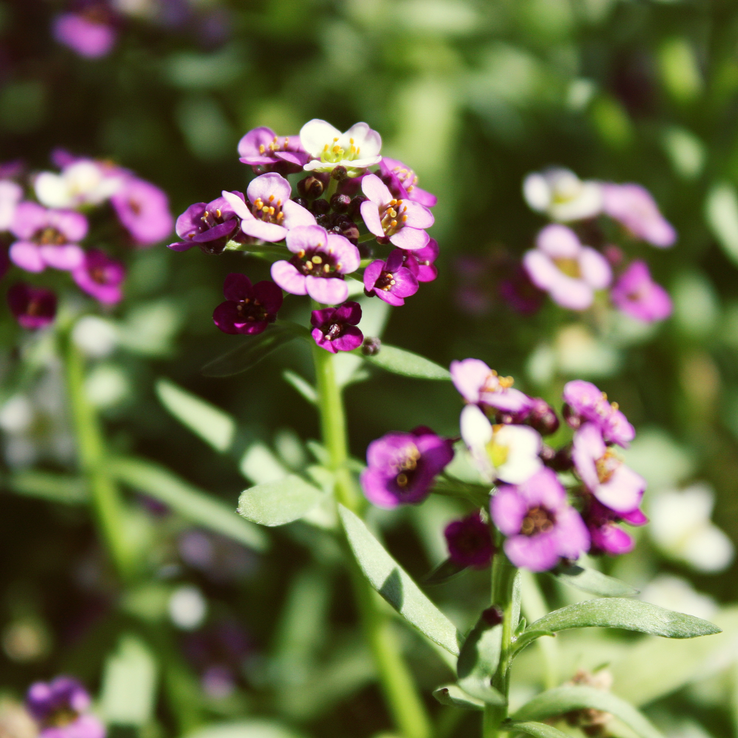 Alyssum 'Magic Circle Mix' Seed