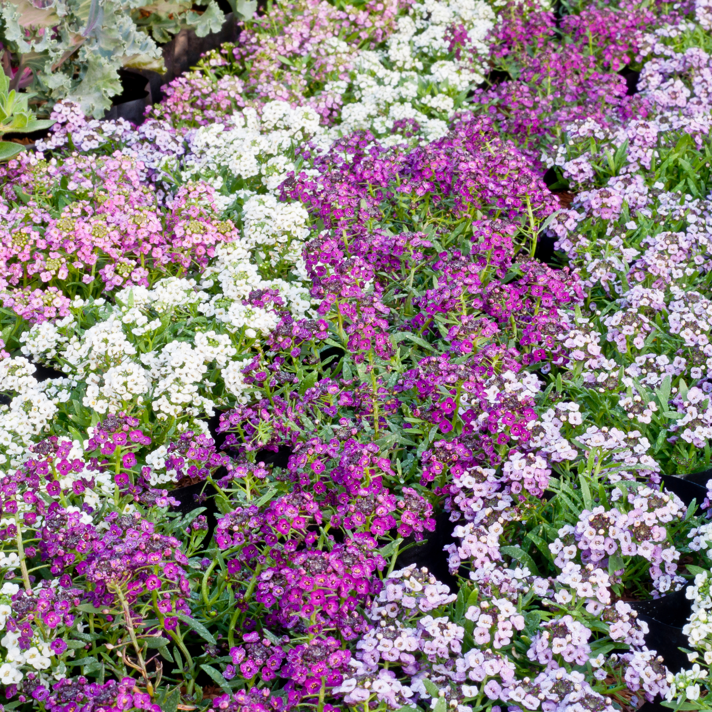 Alyssum 'Magic Circle Mix' Seed