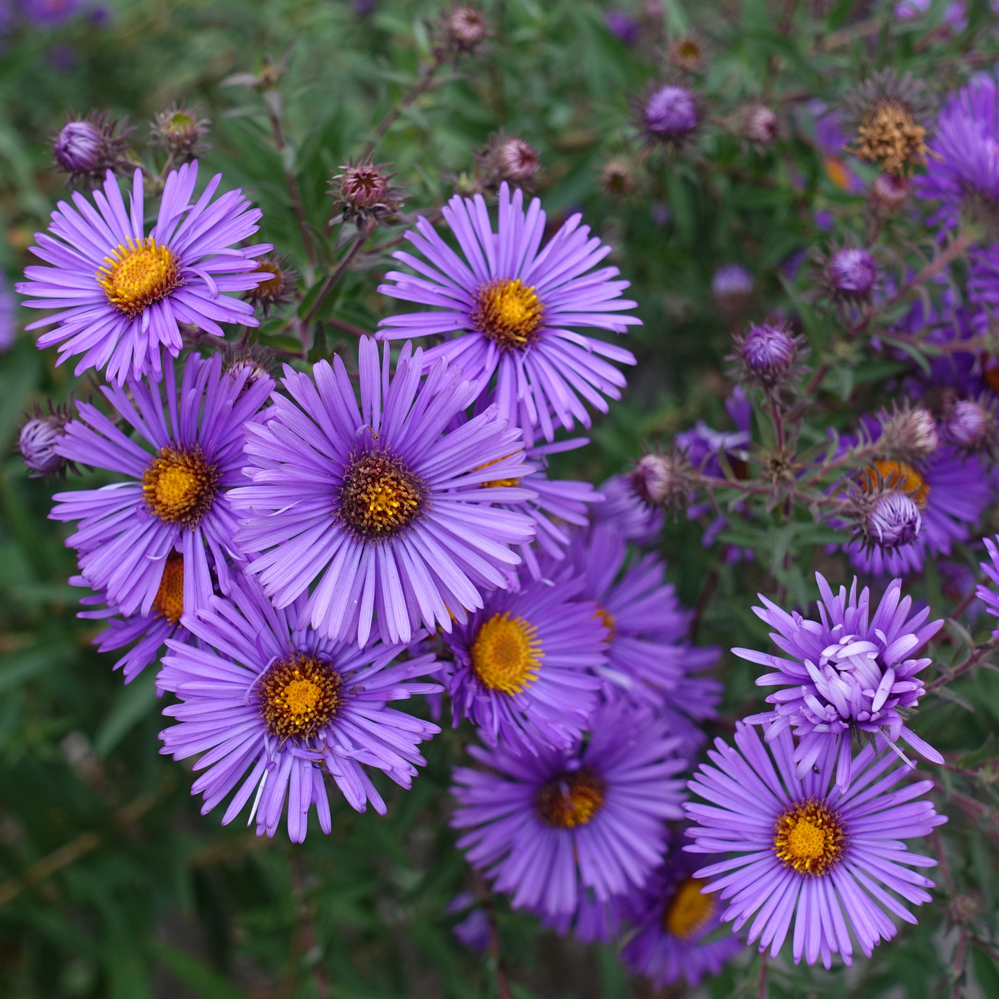 Aster 'New England' Seed