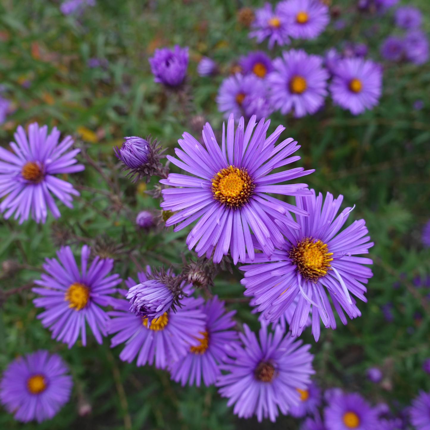 Aster 'New England' Seed