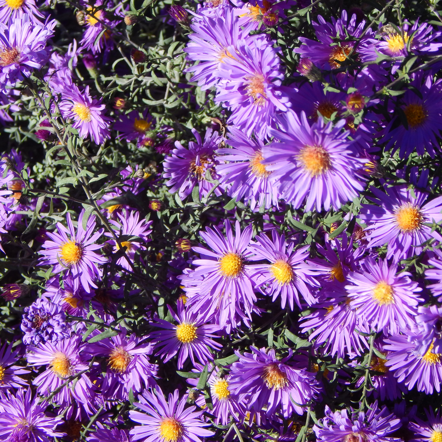 Aster 'New England' Seed