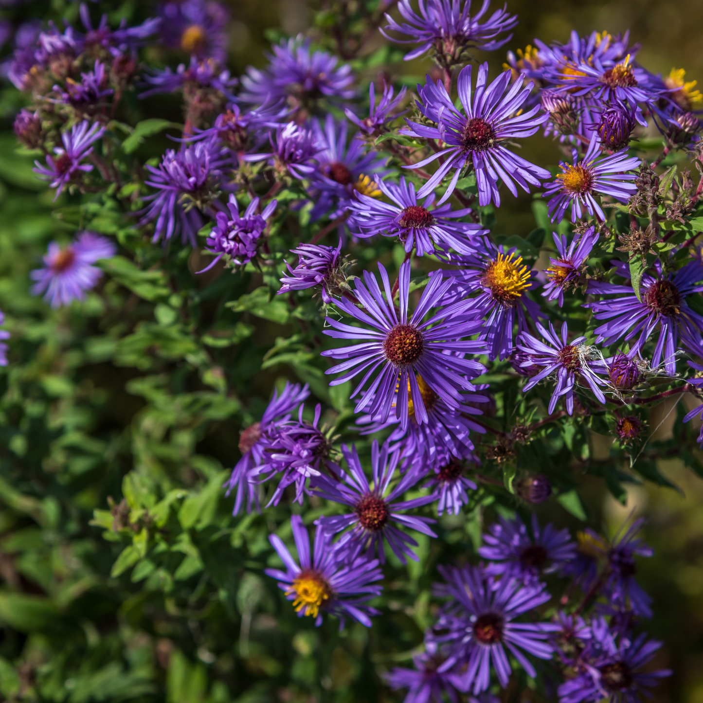 Aster 'New England' Seed