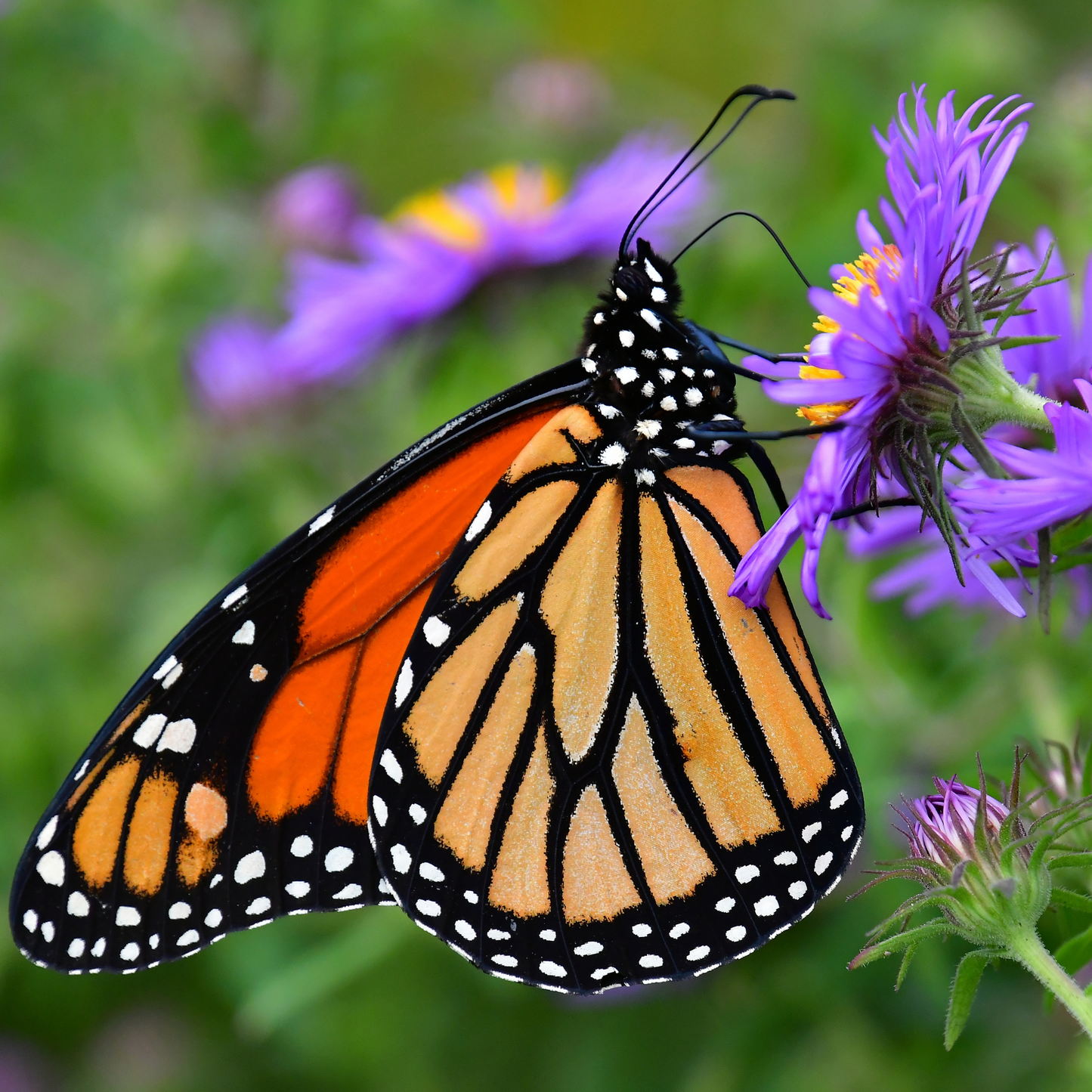 Aster 'New England' Seed