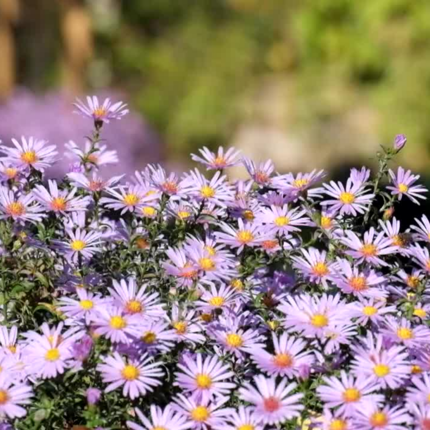 Aster 'New England' Seed