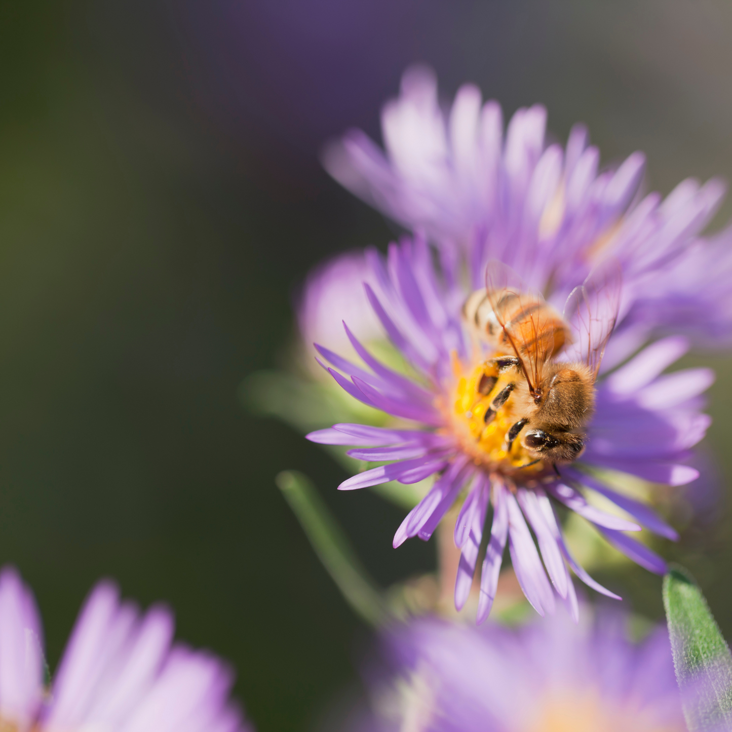 Aster 'New England' Seed