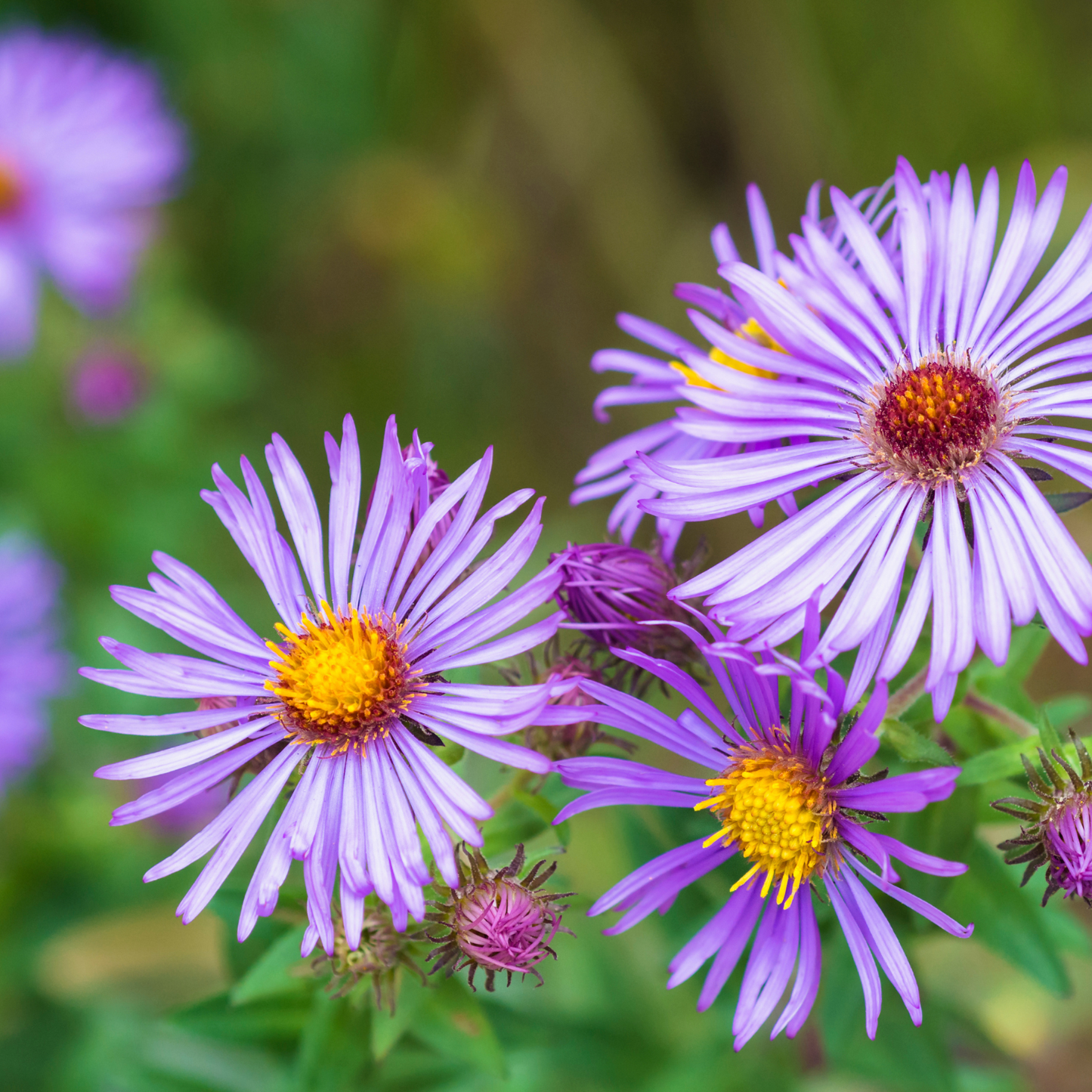 Aster 'New England' Seed