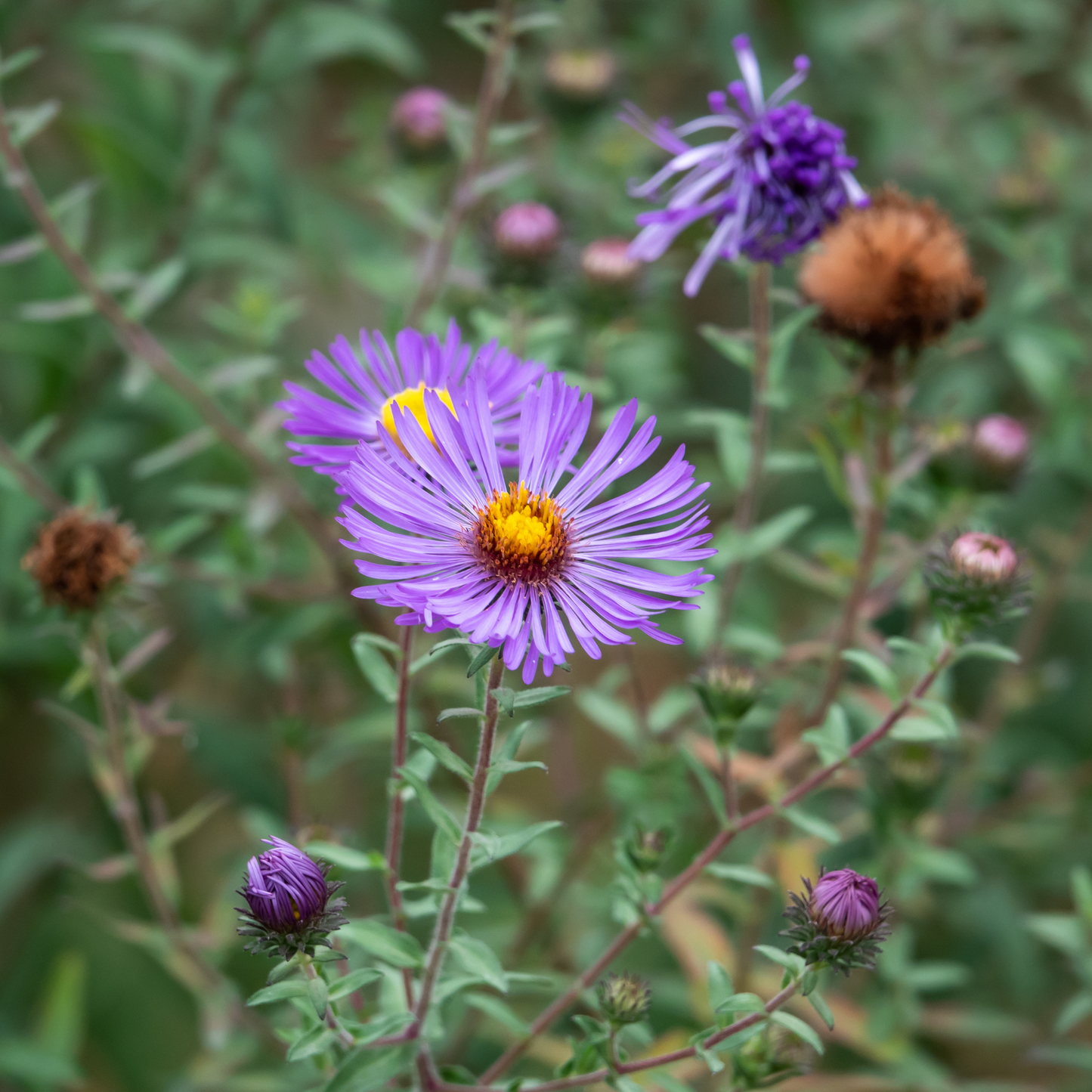 Aster 'New England' Seed