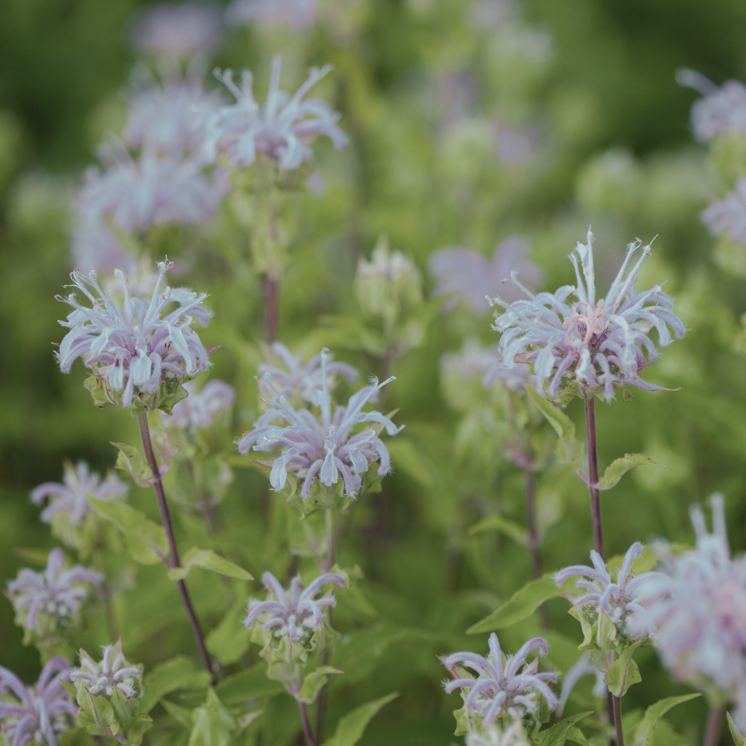 Bee Balm 'Wild Bergamot' Seed