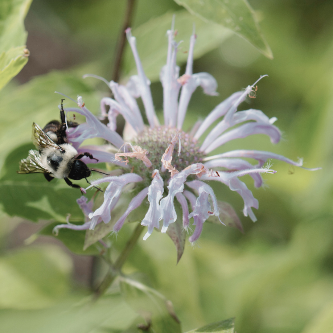 Bee Balm 'Wild Bergamot' Seed