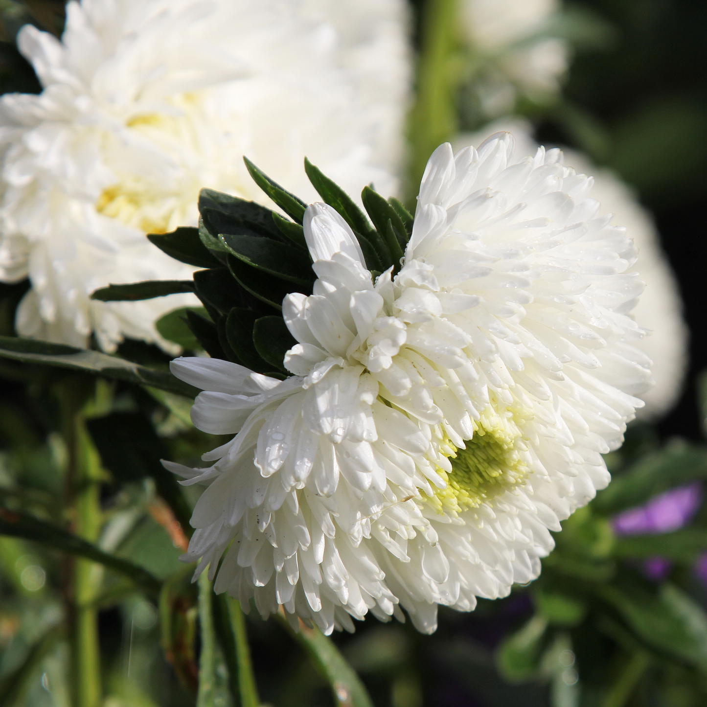 Aster 'Peony Duchess' Seed