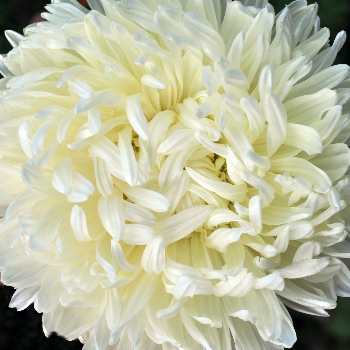 Aster 'Peony Duchess' Seed