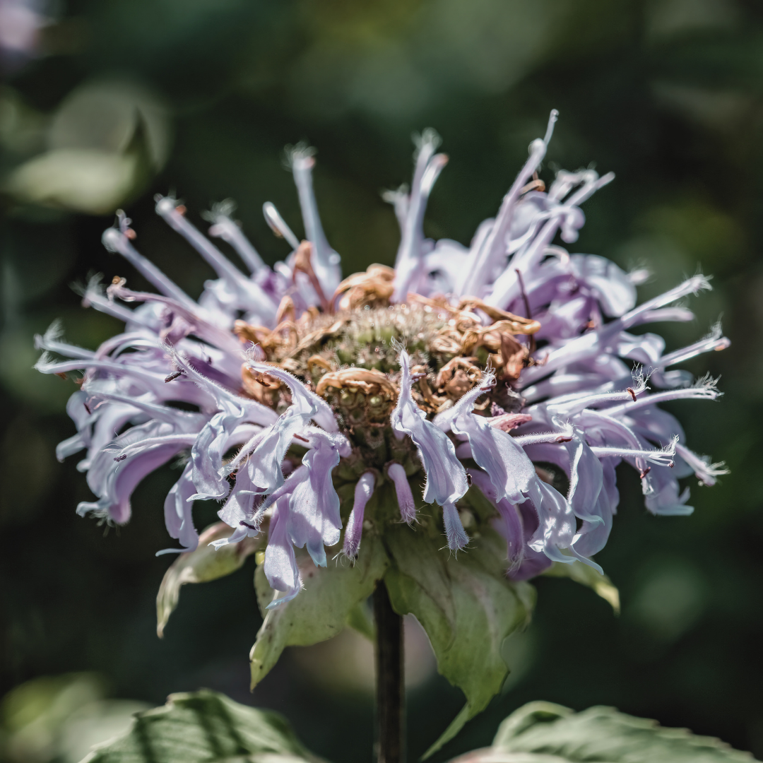 Bee Balm 'Wild Bergamot' Seed