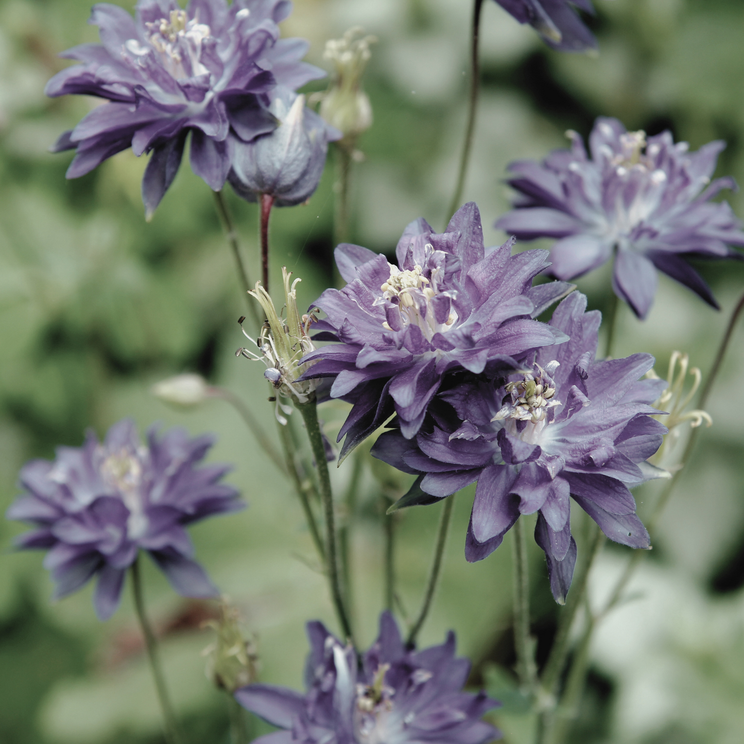 Columbine 'Barlow Mix' Seed