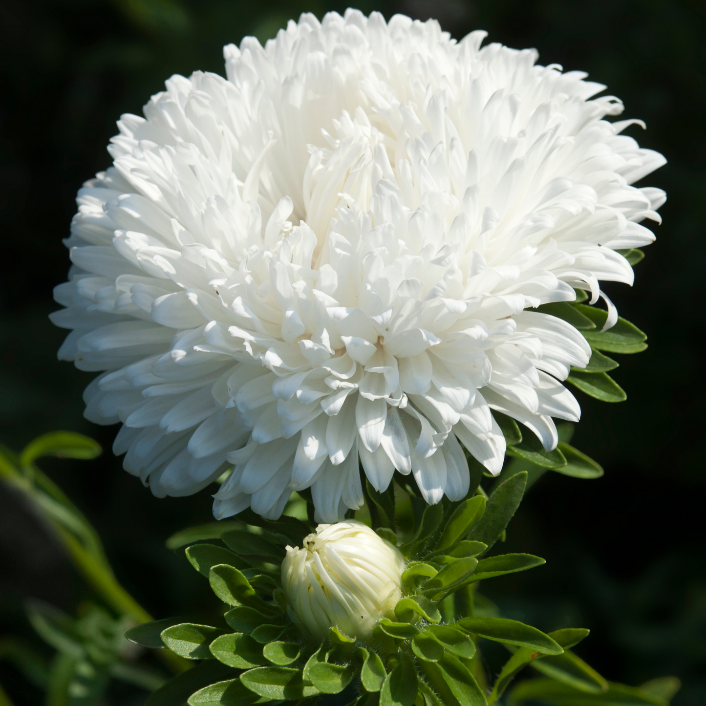 Aster 'Peony Duchess' Seed