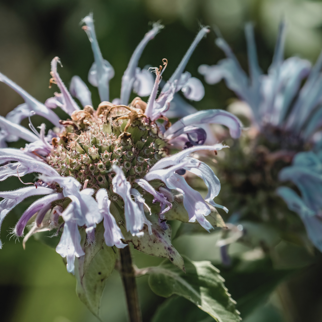 Bee Balm 'Wild Bergamot' Seed