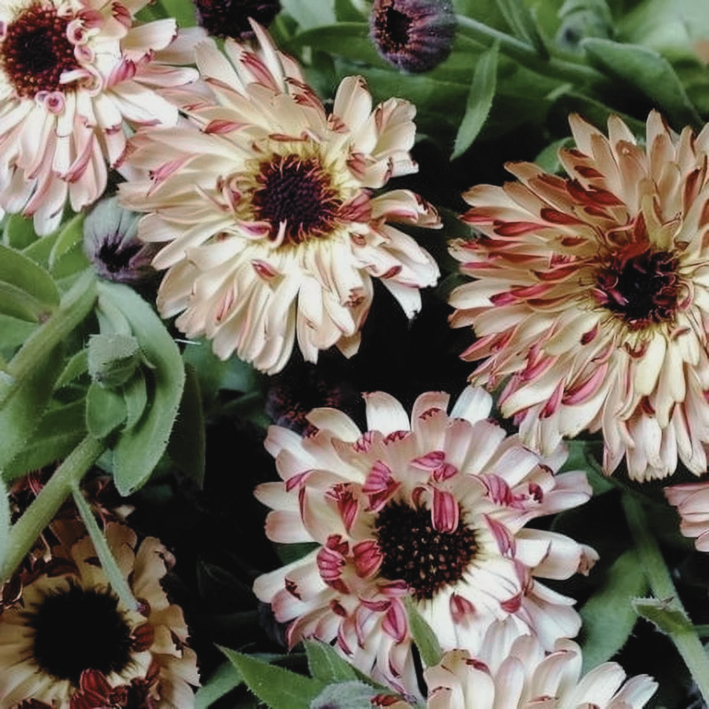 Calendula 'Sunset Buff' Seed