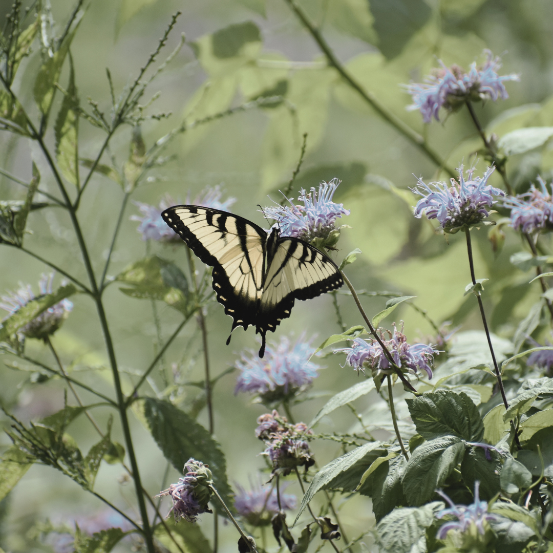 Bee Balm 'Wild Bergamot' Seed