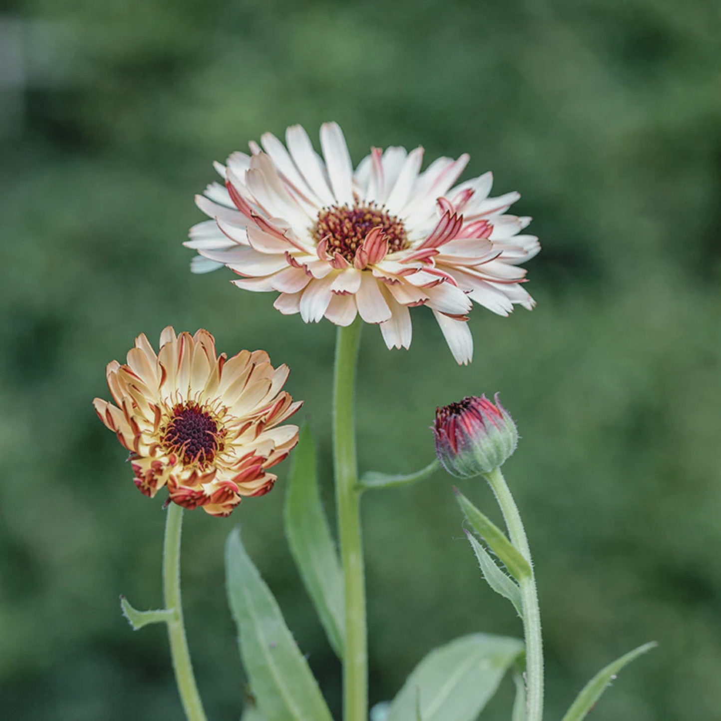 Calendula 'Sunset Buff' Seed