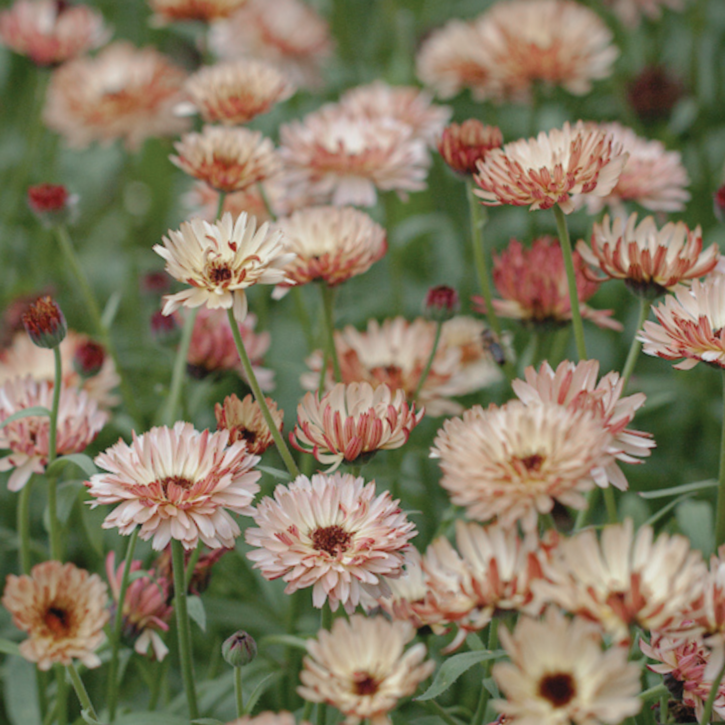 Calendula 'Sunset Buff' Seed