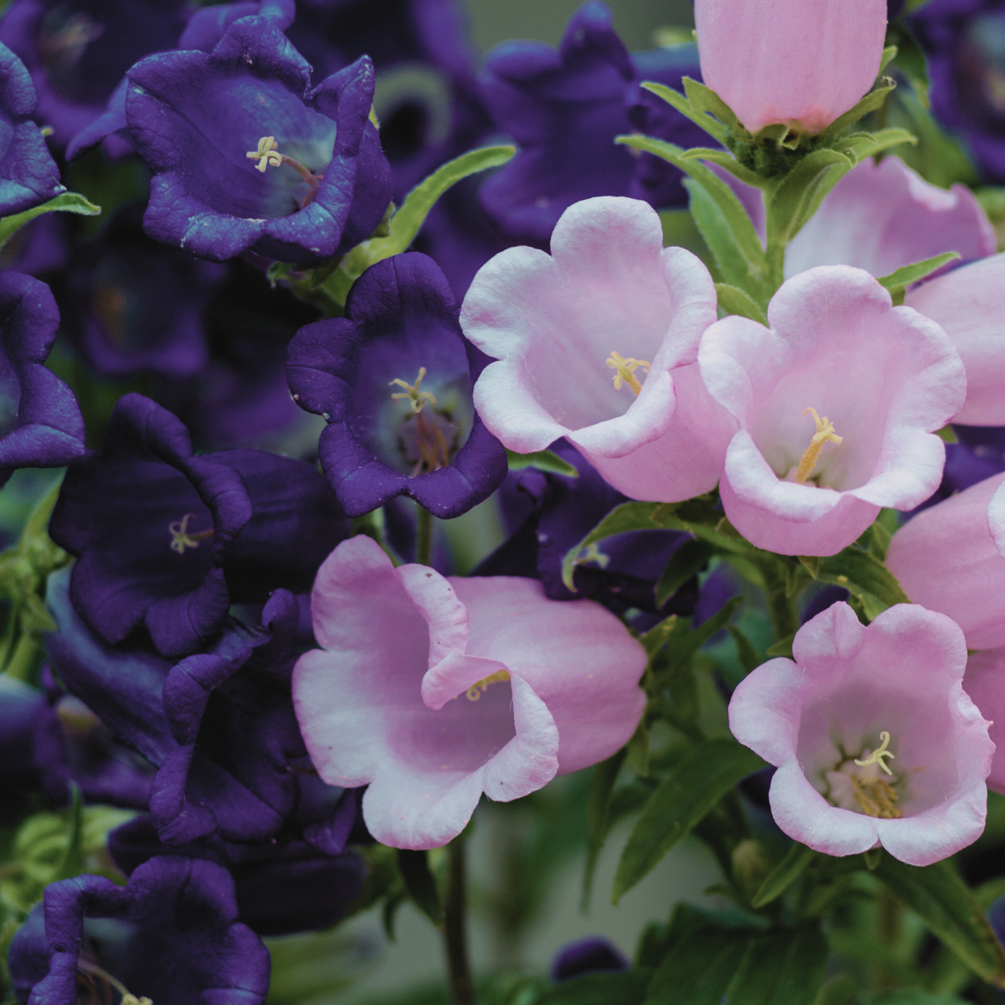 Canterbury Bells 'Mixed Colors' Seed