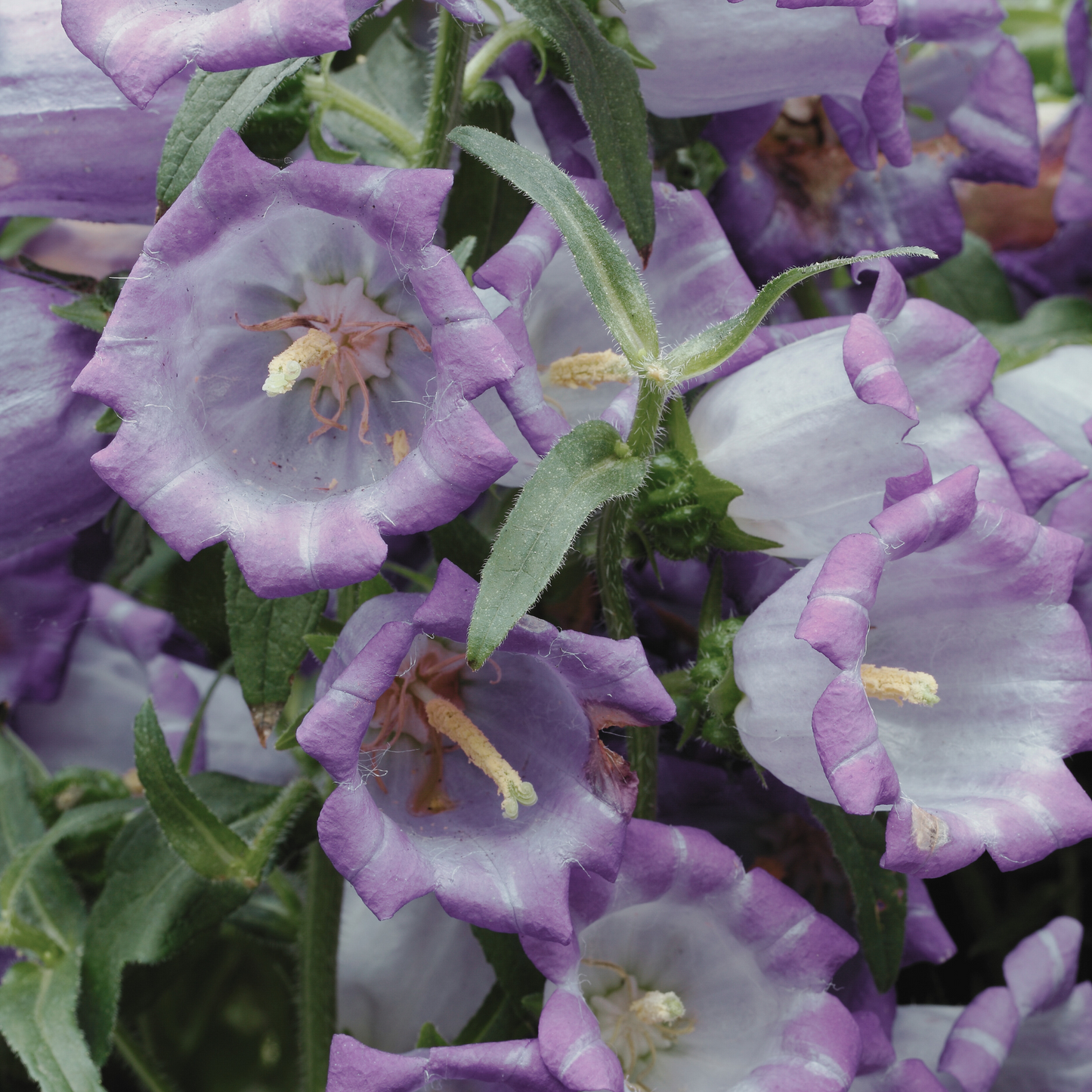 Canterbury Bells 'Mixed Colors' Seed