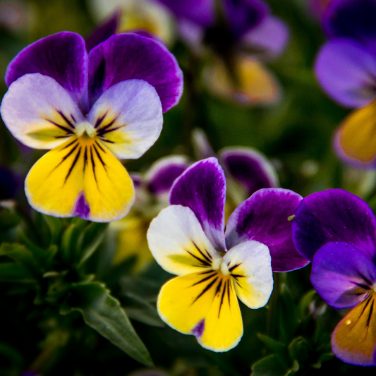 Violet 'Johnny Jump Ups'