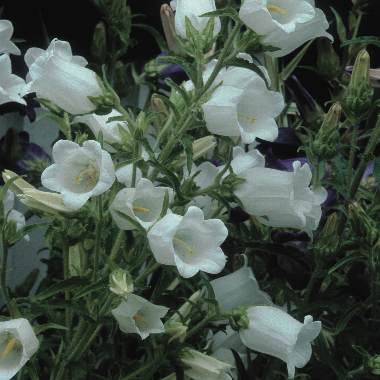 Canterbury Bells 'Mixed Colors' Seed