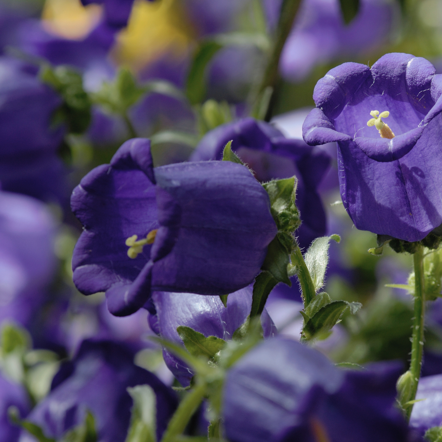 Canterbury Bells 'Mixed Colors' Seed