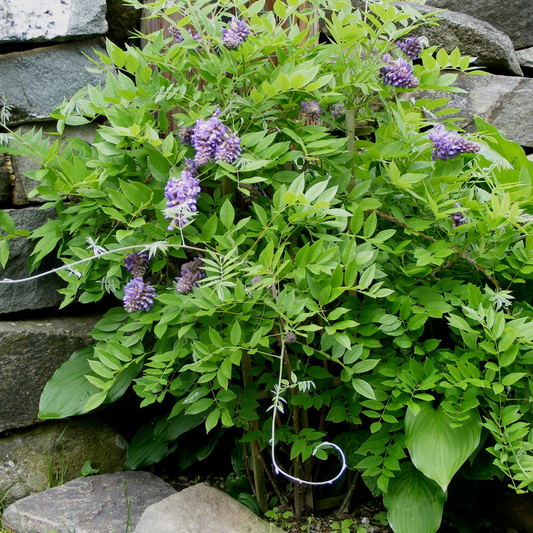 American Wisteria