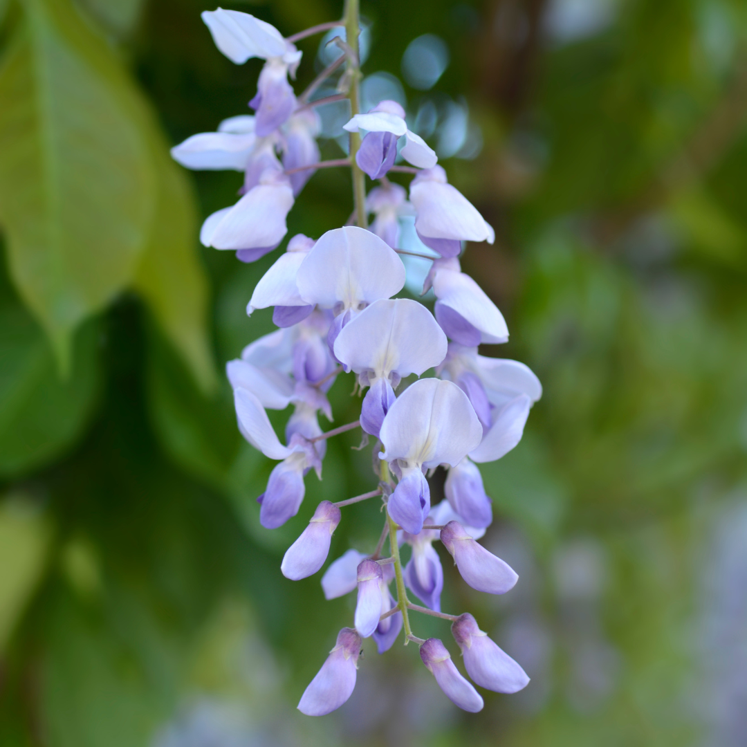 American Wisteria