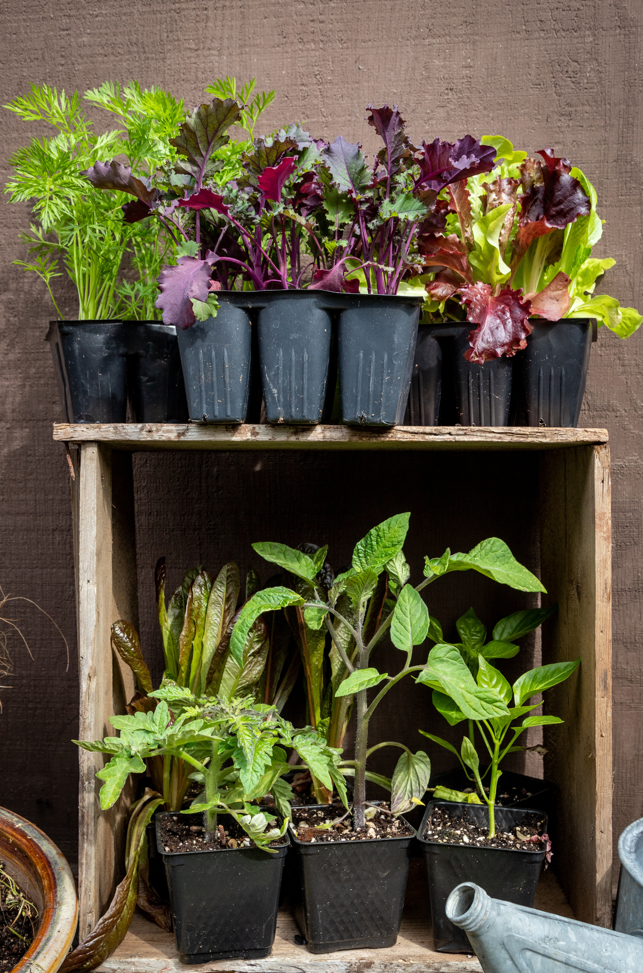 Nevermore Nursery Plant CSA Display