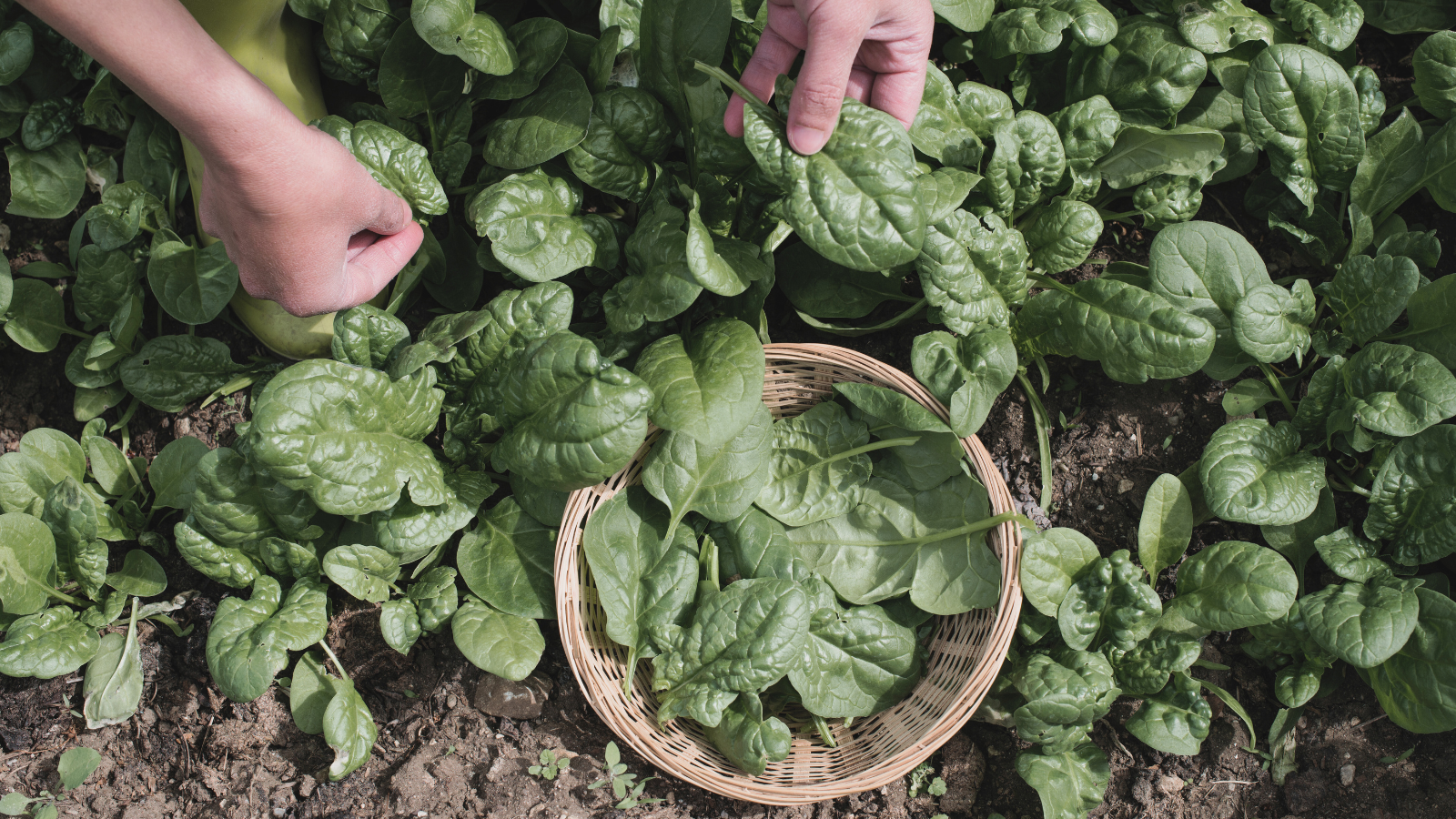 Spinach garden thriving planted from Nevermore Nursery's Plant CSA