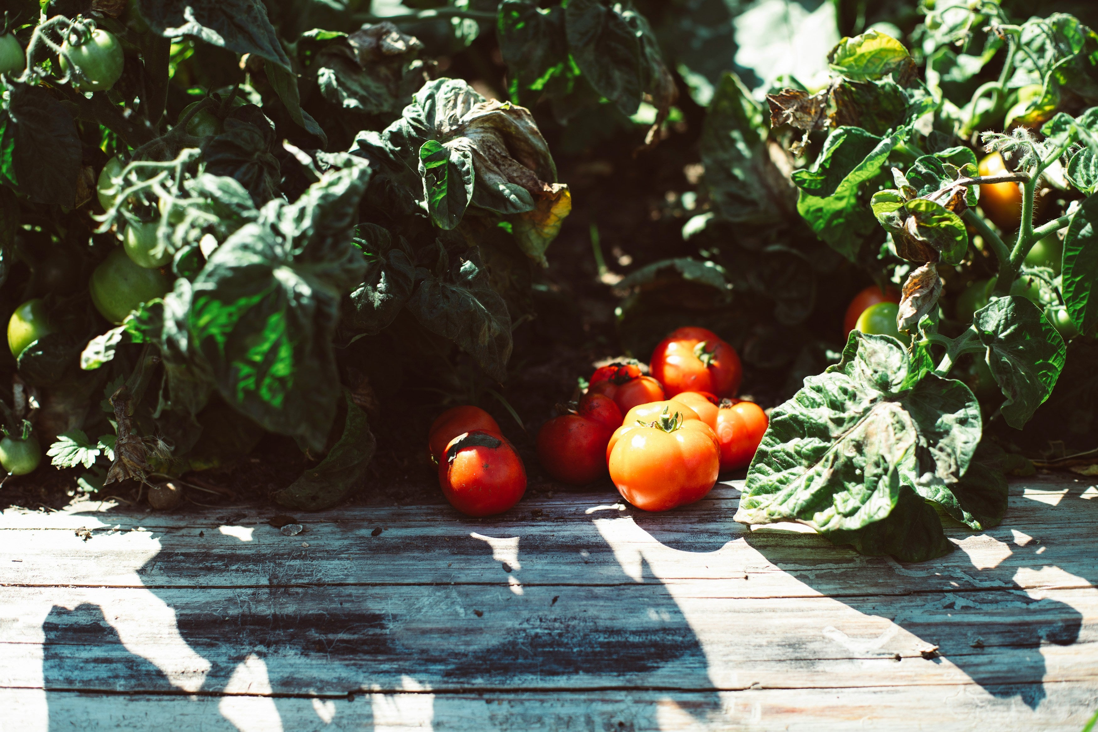 Tomatoes thriving in the garden from Nevermore Nursery Plant CSA