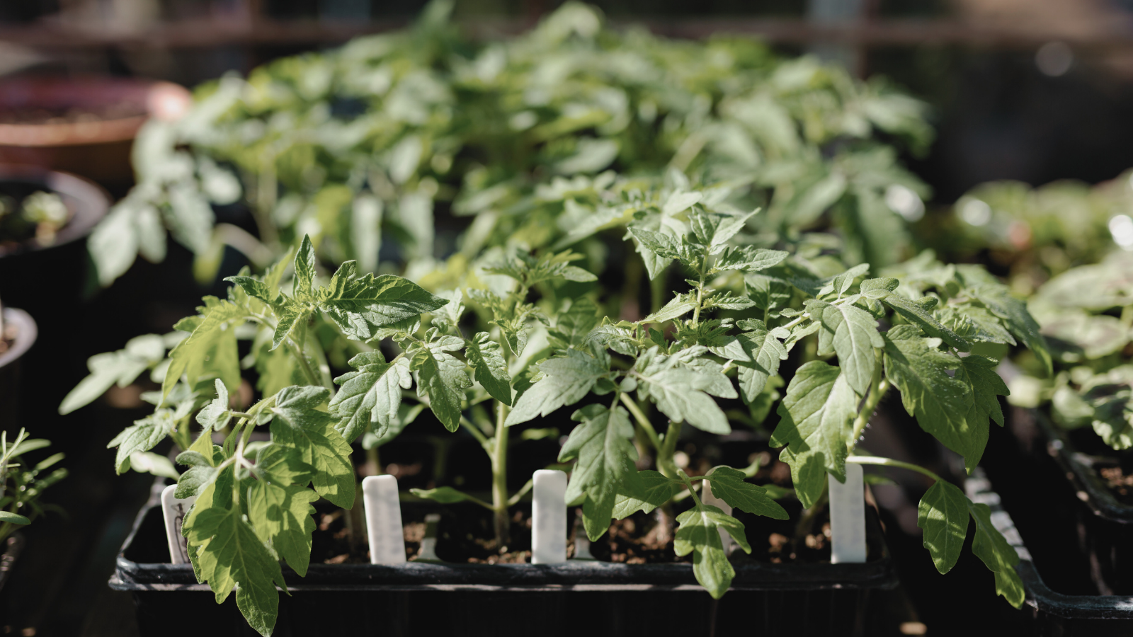 Nevermore Nursery Tomato Plants