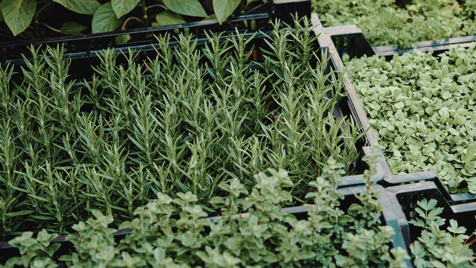 Nevermore Nursery Herb Plants