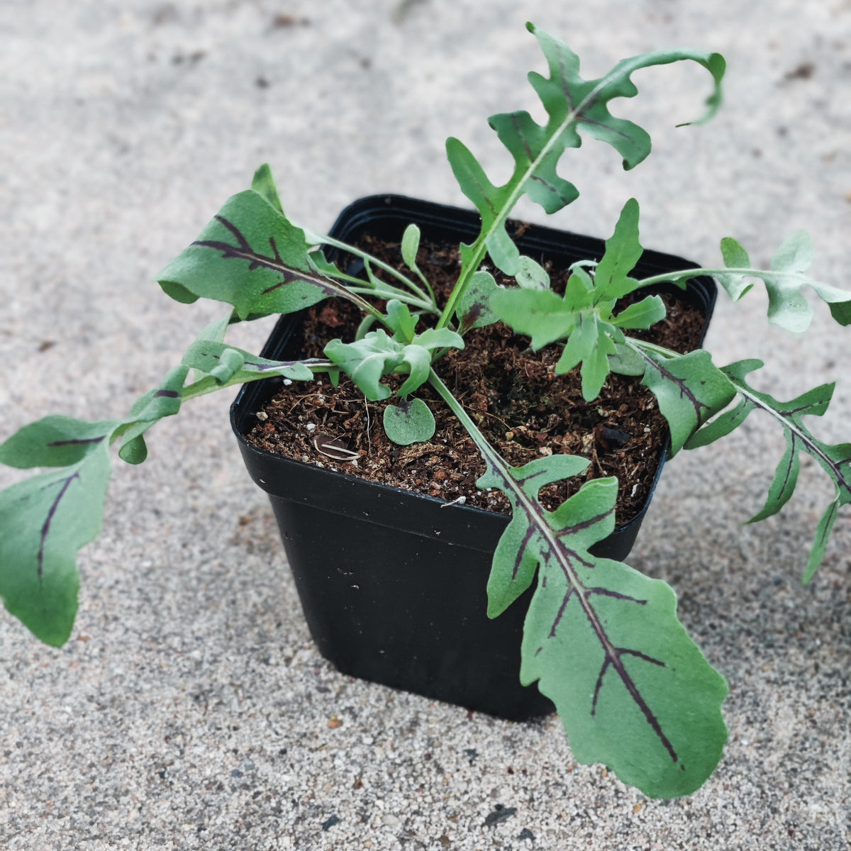 How to Grow Red Dragon Arugula: A Modern Twist on a Culinary Classic ...